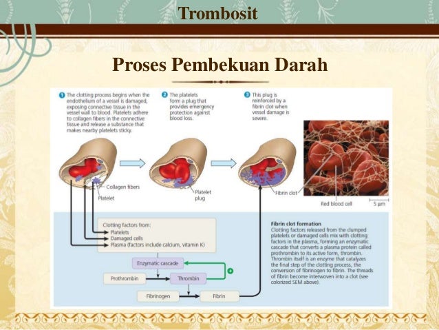 Sistem Peredaran Darah