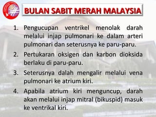 Pengucupan ventrikel menolak darah melalui injap pulmonari ke dalam arteri pulmonari dan seterusnya ke paru-paru. Pertukaran oksigen dan karbon dioksida berlaku di paru-paru. Seterusnya dalah mengalir melalui vena pulmonari ke atrium kiri. Apabila atrium kiri menguncup, darah akan melalui injap mitral (bikuspid) masuk ke ventrikal kiri. 