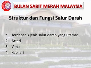 Struktur dan Fungsi Salur Darah Terdapat 3 jenis salur darah yang utama: Arteri Vena Kapilari 