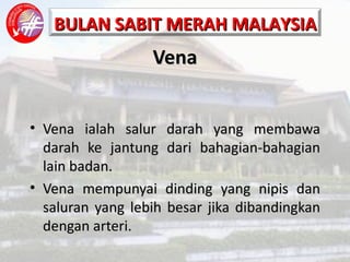 Vena Vena ialah salur darah yang membawa darah ke jantung dari bahagian-bahagian lain badan. Vena mempunyai dinding yang nipis dan saluran yang lebih besar jika dibandingkan dengan arteri. 