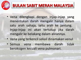 Vena dilengkapi dengan injap-injap yang menentukan darah mengalir hanya dalam satu arah sahaja, iaitu arah ke jantung.  Injap-injap ini akan tertutup jika darah mengalir ke belakang dalam alirannya. Vena yang terkencil sekali dinamakan venul Semua vena membawa darah tidak beroksigen kecuali vena pulmonari. 