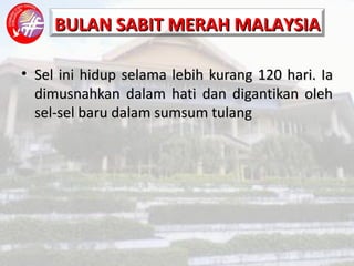 Sel ini hidup selama lebih kurang 120 hari. Ia dimusnahkan dalam hati dan digantikan oleh sel-sel baru dalam sumsum tulang 
