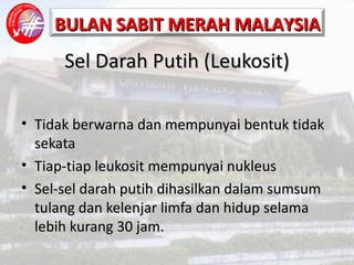 Sel Darah Putih (Leukosit) Tidak berwarna dan mempunyai bentuk tidak sekata Tiap-tiap leukosit mempunyai nukleus Sel-sel darah putih dihasilkan dalam sumsum tulang dan kelenjar limfa dan hidup selama lebih kurang 30 jam. 