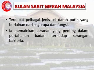 Terdapat pelbagai jenis sel darah putih yang berlainan dari segi rupa dan fungsi. Ia memainkan peranan yang penting dalam pertahanan badan terhadap serangan bakteria. 
