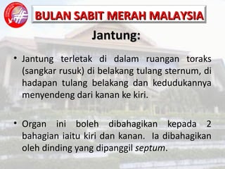 Jantung: Jantung terletak di dalam ruangan toraks (sangkar rusuk) di belakang tulang sternum, di hadapan tulang belakang dan kedudukannya menyendeng dari kanan ke kiri. Organ ini boleh dibahagikan kepada 2 bahagian iaitu kiri dan kanan.  Ia dibahagikan oleh dinding yang dipanggil  septum .  