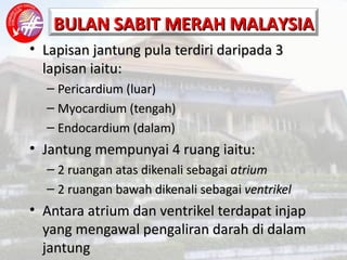 Lapisan jantung pula terdiri daripada 3 lapisan iaitu: Pericardium (luar) Myocardium (tengah) Endocardium (dalam) Jantung mempunyai 4 ruang iaitu: 2 ruangan atas dikenali sebagai  atrium 2 ruangan bawah dikenali sebagai  ventrikel Antara atrium dan ventrikel terdapat injap yang mengawal pengaliran darah di dalam jantung 