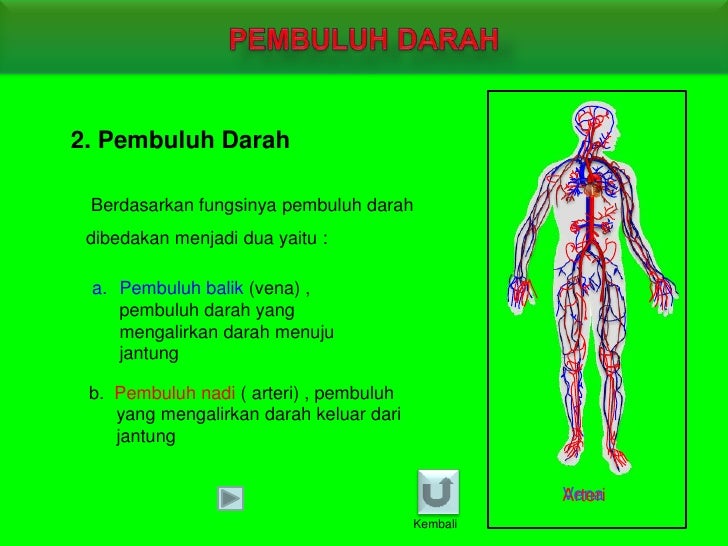 Pembuluh Darah Yang Mengalirkan Darah Menuju Jantung