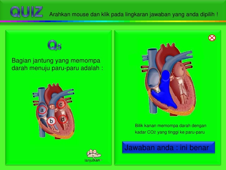 Soalan Peredaran Darah Dan Pengangkutan Sepamer C