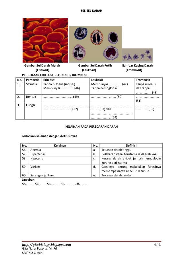 Sistem Peredaran Darah Manusia (Human Circulation System)
