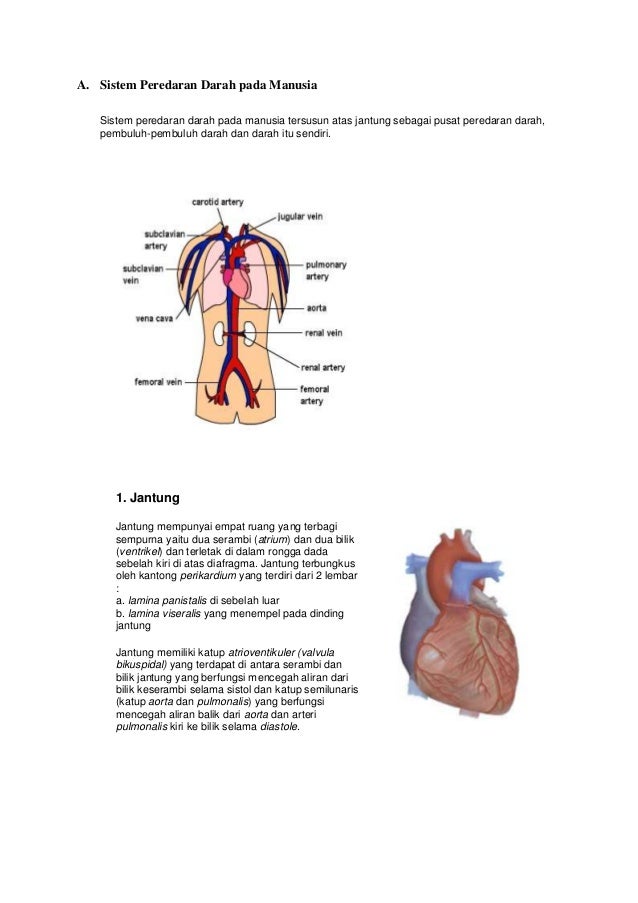 Sistem Peredaran Darah Pada Manusia Dan Hewan