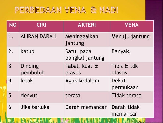Perbedaan Peredaran Darah Besar Dan Kecil Dalam Bentuk Tabel Tips Membedakan Perbedaan Peredaran Darah Besar Dan Kecil Dalam Bentuk Tabel Tips Membedakan