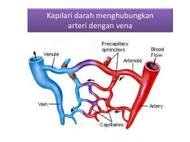 Sistem peredaran darah 