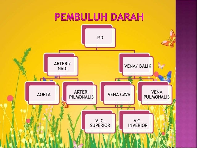 Sistem peredaran darah