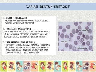 Donald Rulo Rouleaux Sistem peredaran darah | PPTX