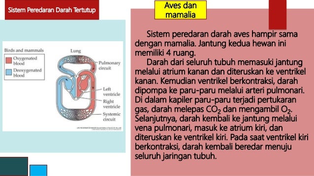 51+ Kekinian Hewan Mamalia Dan Organ Peredaran Darah