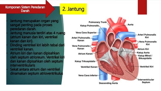 51+ Kekinian Hewan Mamalia Dan Organ Peredaran Darah