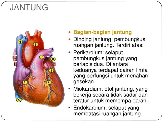 Sistem Peredaran Darah