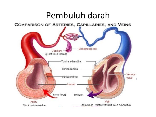 Sistem Peredaran Darah Kelas Xi Ipa Semester Ganjil Sistem Peredaran Darah Kelas Xi Ipa Semester Ganjil