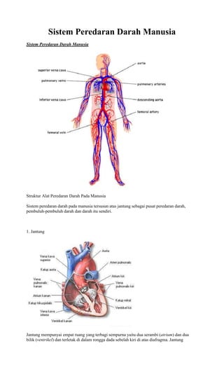 Sistem Peredaran Darah Manusia
Sistem Peredaran Darah Manusia




Struktur Alat Peredaran Darah Pada Manusia

Sistem peredaran darah pada manusia tersusun atas jantung sebagai pusat peredaran darah,
pembuluh-pembuluh darah dan darah itu sendiri.



1. Jantung




Jantung mempunyai empat ruang yang terbagi sempurna yaitu dua serambi (atrium) dan dua
bilik (ventrikel) dan terletak di dalam rongga dada sebelah kiri di atas diafragma. Jantung
 