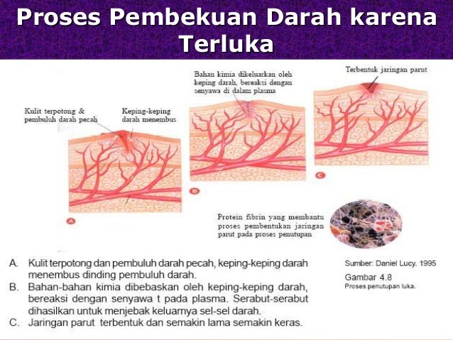 Sistem Peredaran Darah Pada Manusia