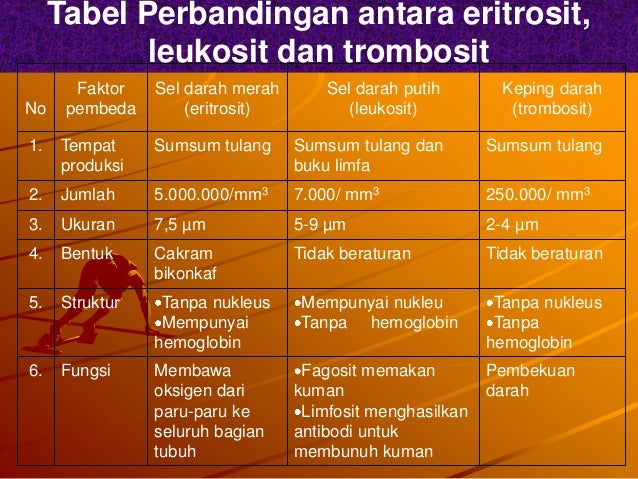 Sistem Peredaran Darah Pada Manusia