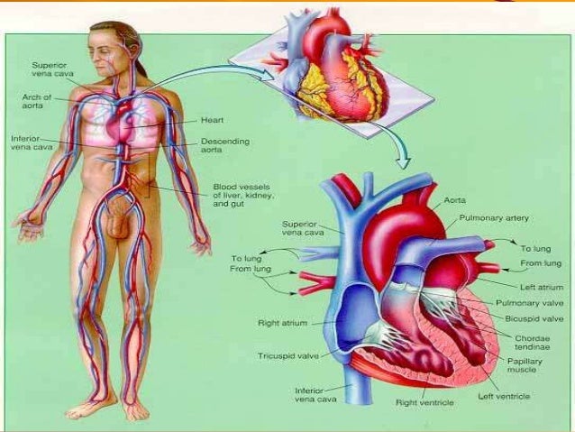 Hasil gambar untuk sistem peredaran darah pada manusia