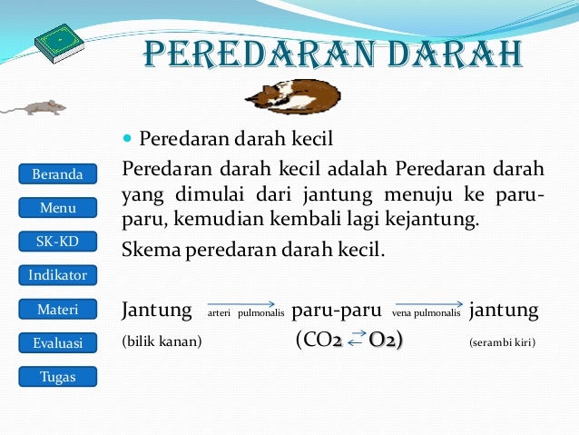 Sistem Peredaran Darah Manusia 22070729