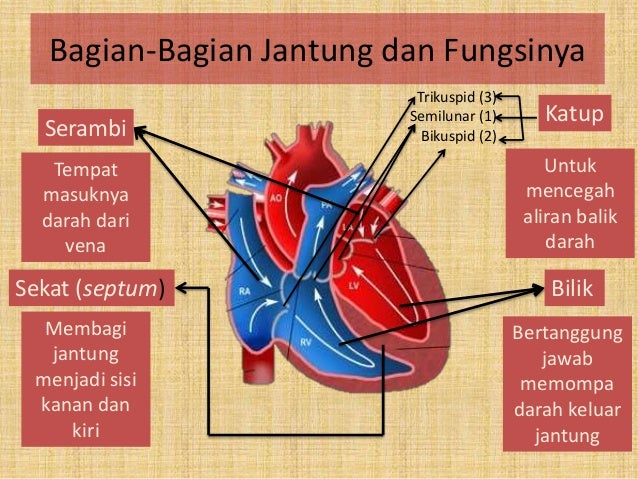 Cara Kerja Organ Paru Paru Dalam Hal Peredaran Darah Manusia – Edukasi