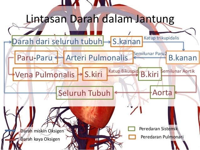 Cara Kerja Jantung Dalam Mekanisme Peredaran Darah Kumpulan Kerjaan Cara Kerja Jantung Dalam Mekanisme Peredaran Darah Kumpulan Kerjaan