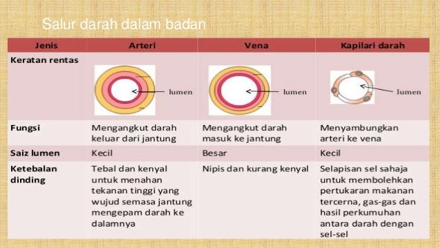Sistem peredaran darah manusia