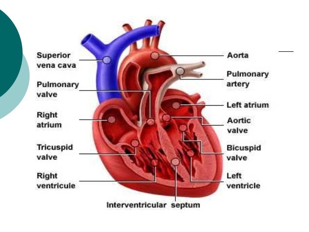 Sistem Peredaran Darah Manusia By Ippank Sadjha