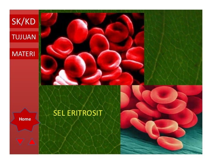 Sistem peredaran darah oleh ismail
