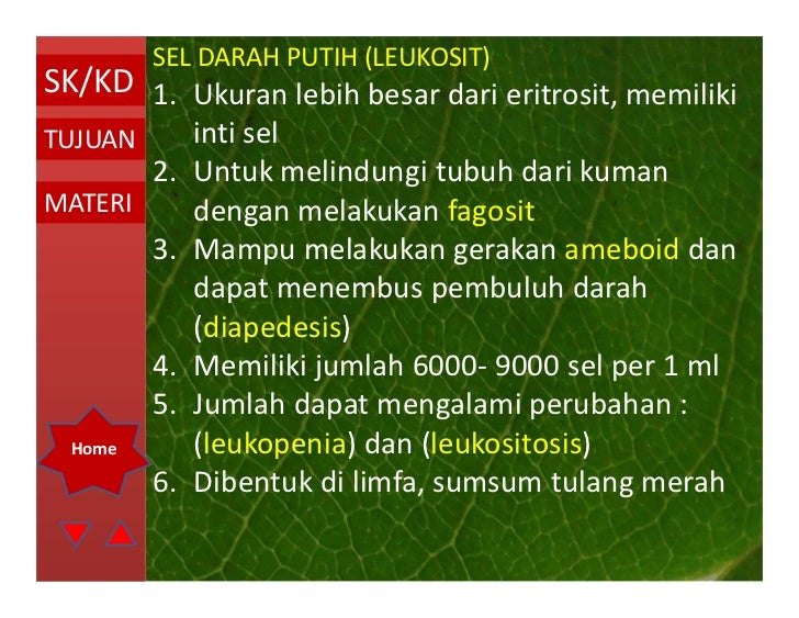 Sistem peredaran darah oleh ismail