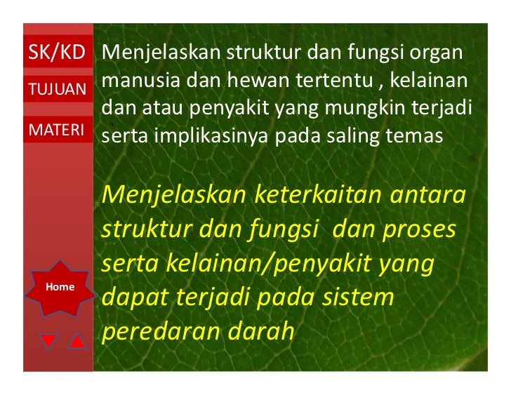 Sistem Peredaran Darah Oleh Ismail