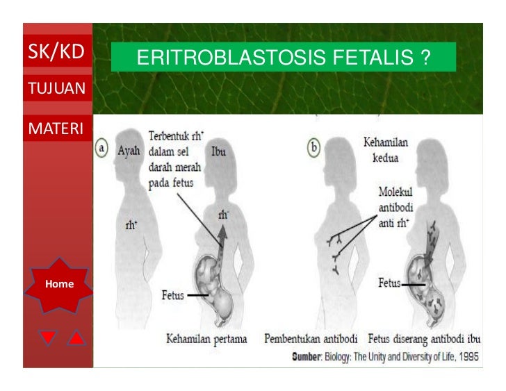 Sistem peredaran darah oleh ismail
