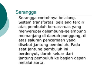Serangga
Serangga contohnya belalang.
Sistem transfortasi belalang terdiri
atas pembuluh beruas-ruas yang
menyerupai gelembung-gelembung
memanjang di daerah punggung, di
atas saluran pencernaan yang
disebut jantung pembuluh. Pada
saat jantung pembuluh ini
berdenyut, darah keluar dari
jantung pembuluh ke bagian depan
melalui aorta.
 
