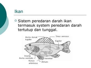 Ikan
 Sistem peredaran darah ikan
termasuk system peredaran darah
tertutup dan tunggal.
 