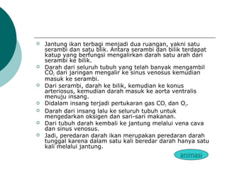  Jantung ikan terbagi menjadi dua ruangan, yakni satu
serambi dan satu blik. Antara serambi dan bilik terdapat
katup yang berfungsi mengalirkan darah satu arah dari
serambi ke bilik.
 Darah dari seluruh tubuh yang telah banyak mengambil
CO2 dari jaringan mengalir ke sinus venosus kemudian
masuk ke serambi.
 Dari serambi, darah ke bilik, kemudian ke konus
arteriosus, kemudian darah masuk ke aorta ventralis
menuju insang.
 Didalam insang terjadi pertukaran gas CO2 dan O2.
 Darah dari insang lalu ke seluruh tubuh untuk
mengedarkan oksigen dan sari-sari makanan.
 Dari tubuh darah kembali ke jantung melalui vena cava
dan sinus venosus.
 Jadi, peredaran darah ikan merupakan peredaran darah
tunggal karena dalam satu kali beredar darah hanya satu
kali melalui jantung.
animasi
 