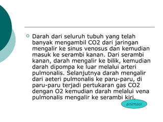 Darah dari seluruh tubuh yang telah
banyak mengambil CO2 dari jaringan
mengalir ke sinus venosus dan kemudian
masuk ke serambi kanan. Dari serambi
kanan, darah mengalir ke bilik, kemudian
darah dipompa ke luar melalui arteri
pulmonalis. Selanjutnya darah mengalir
dari aeteri pulmonalis ke paru-paru, di
paru-paru terjadi pertukaran gas CO2
dengan O2 kemudian darah melalui vena
pulmonalis mengalir ke serambi kiri.
animasi
 