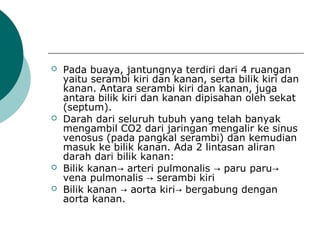  Pada buaya, jantungnya terdiri dari 4 ruangan
yaitu serambi kiri dan kanan, serta bilik kiri dan
kanan. Antara serambi kiri dan kanan, juga
antara bilik kiri dan kanan dipisahan oleh sekat
(septum).
 Darah dari seluruh tubuh yang telah banyak
mengambil CO2 dari jaringan mengalir ke sinus
venosus (pada pangkal serambi) dan kemudian
masuk ke bilik kanan. Ada 2 lintasan aliran
darah dari bilik kanan:
 Bilik kanan arteri pulmonalis paru→ → paru→
vena pulmonalis serambi kiri→
 Bilik kanan aorta kiri bergabung dengan→ →
aorta kanan.
 