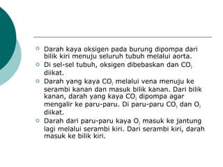  Darah kaya oksigen pada burung dipompa dari
bilik kiri menuju seluruh tubuh melalui aorta.
 Di sel-sel tubuh, oksigen dibebaskan dan CO2
diikat.
 Darah yang kaya CO2 melalui vena menuju ke
serambi kanan dan masuk bilik kanan. Dari bilik
kanan, darah yang kaya CO2 dipompa agar
mengalir ke paru-paru. Di paru-paru CO2 dan O2
diikat.
 Darah dari paru-paru kaya O2 masuk ke jantung
lagi melalui serambi kiri. Dari serambi kiri, darah
masuk ke bilik kiri.
 
