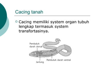 Cacing tanah
 Cacing memiliki system organ tubuh
lengkap termasuk system
transfortasinya.
 