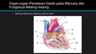Organ-organ Peredaran Darah pada Manusia dan
Fungsinya Masing-masing
1. Jantung: Memompa darah ke seluruh tubuh
 