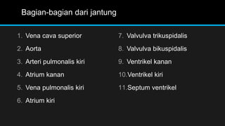 Bagian-bagian dari jantung
7. Valvulva trikuspidalis
8. Valvulva bikuspidalis
9. Ventrikel kanan
10.Ventrikel kiri
11.Septum ventrikel
1. Vena cava superior
2. Aorta
3. Arteri pulmonalis kiri
4. Atrium kanan
5. Vena pulmonalis kiri
6. Atrium kiri
 