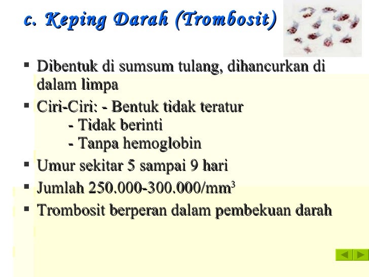 Sistem Peredaran Darah Pertemuan I