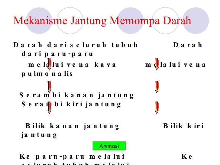 Sistem Peredaran Darah Pertemuan III