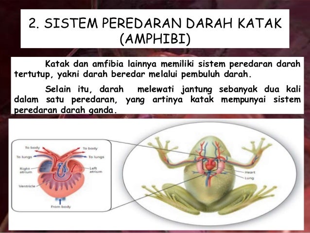 SISTEM PEREDARAN  DARAH  VERTEBRATA