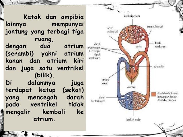 SISTEM PEREDARAN  DARAH  VERTEBRATA