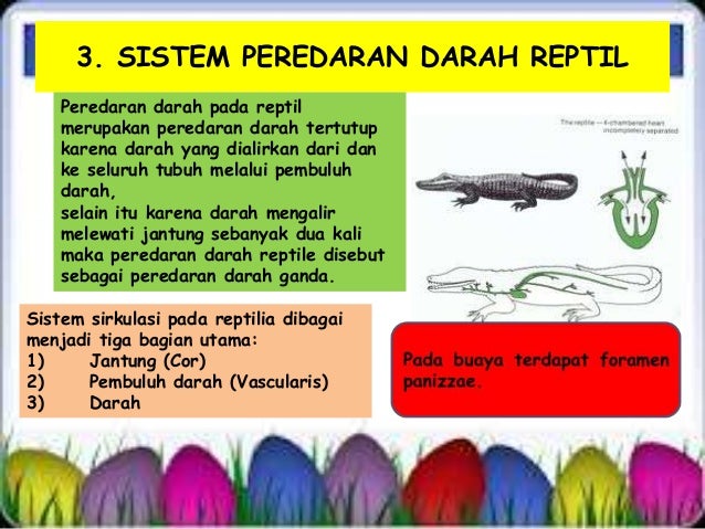 SISTEM PEREDARAN  DARAH  VERTEBRATA