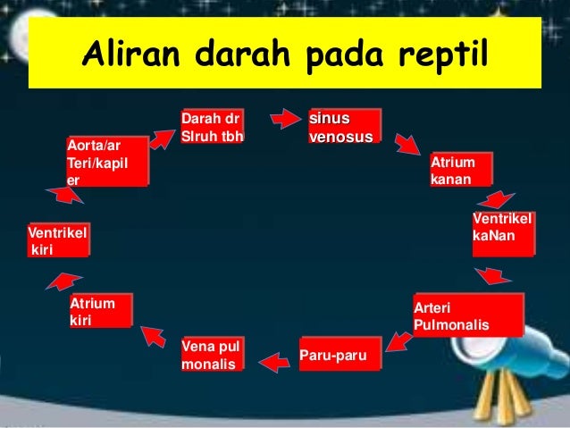 SISTEM PEREDARAN DARAH VERTEBRATA